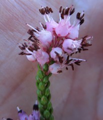 Erica petraea