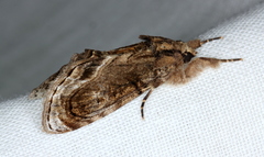 Zalissa catocalina