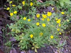 Potentilla thuringiaca