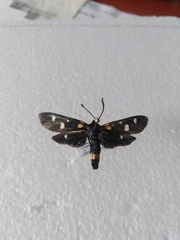 Zygaena ephialtes