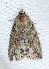 Calathusa basicunea