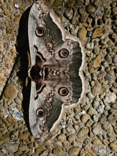 Giant Peacock Moth