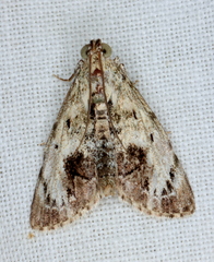 Enchesphora recurvalis