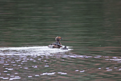 Podiceps auritus