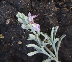 Image of Stachys spathulata