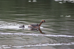 Podiceps auritus