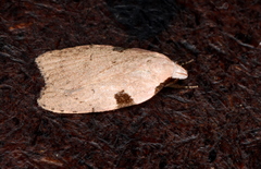 Zonopetala quadripustulella