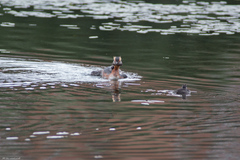 Podiceps auritus