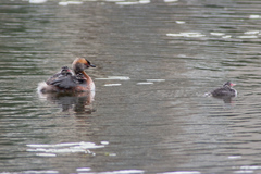 Podiceps auritus