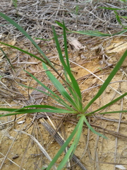 Sisyrinchium rosulatum