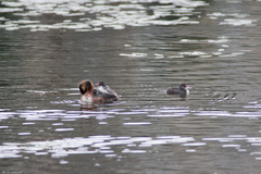 Podiceps auritus