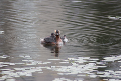 Podiceps auritus