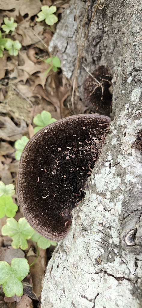 Hexagonia hydnoides · April 2026 · photo: © ctx (iNaturalist, cc-by)