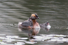 Podiceps auritus