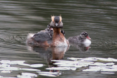 Podiceps auritus
