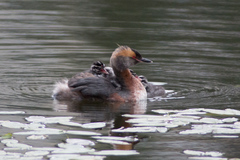 Podiceps auritus