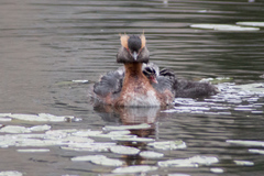Podiceps auritus