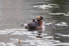 Podiceps auritus