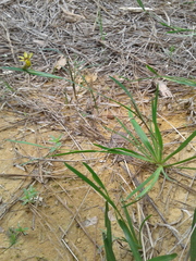 Sisyrinchium rosulatum