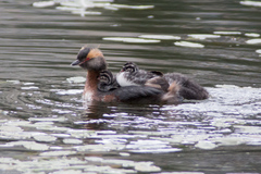 Podiceps auritus
