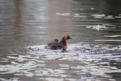 Podiceps auritus