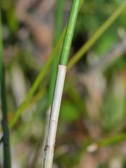 Eleocharis acuta