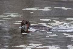 Podiceps auritus