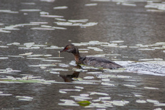 Podiceps auritus