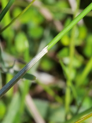 Eleocharis acuta