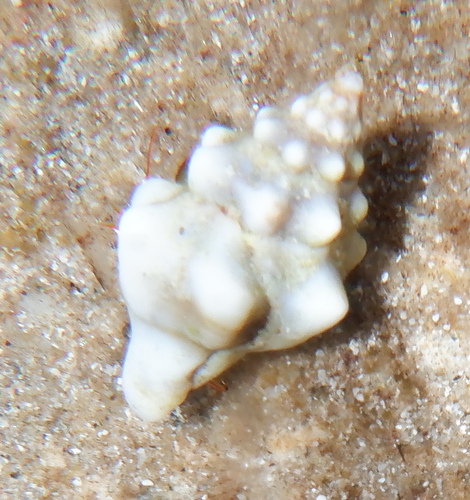 Tarantinaea lignarius