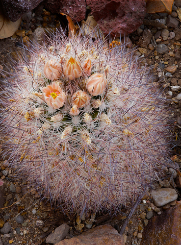 Escobaria dasyacantha ssp. dasyacantha