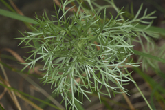 Artemisia schmidtiana