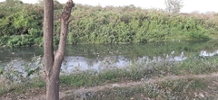 Himantopus mexicanus