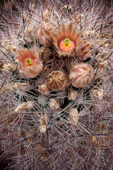 Escobaria dasyacantha