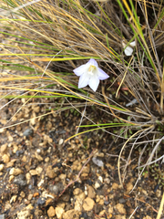 Wahlenbergia pygmaea