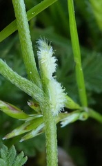 Pectocarya linearis ferocula