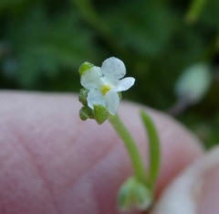 Pectocarya linearis ferocula