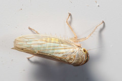 Athysanini