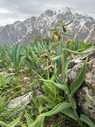 Fritillaria sewerzowii
