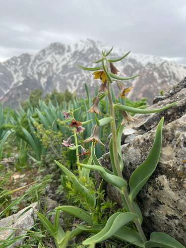 Fritillaria sewerzowii, photograph 2