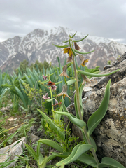 Fritillaria sewerzowii, photograph (c) dschigel, some rights reserved (CC BY)