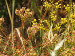 Cachrys sicula