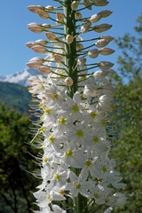 Eremurus robustus