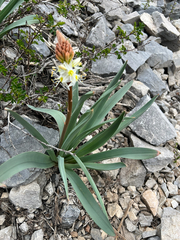 Eremurus lactiflorus, photograph (c) dschigel, some rights reserved (CC BY)