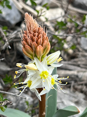 Eremurus lactiflorus