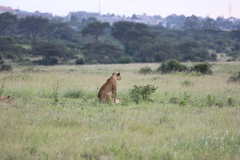 Panthera leo melanochaita