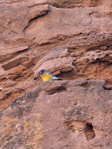 Gray-hooded Sierra-Finch