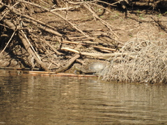 Mauremys rivulata