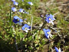 Veronica syriaca