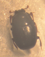 Plegaderus vulneratus